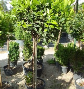 Лавр благородний LAURUS NOBILIS C. 35L 1/2 FUSTO
