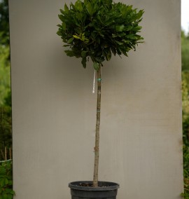 Лавр благородний Laurus Nobilis CLT 1/2 STD