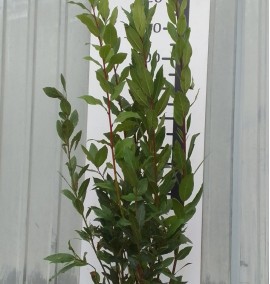 Лавр благородний Laurus Nobilis с 3