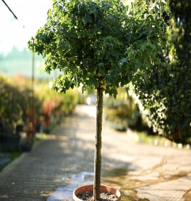 Ліквідамбр LIQUIDAMBAR STYRACIFLUA GUMBALL C. 40L 1/2 FUSTO