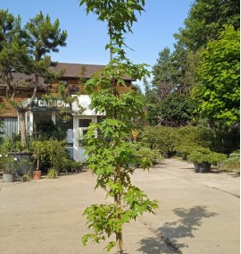 Ліквідамбр смолоносний LIQUIDAMBAR STYRACIFLUA         C 70 C.6-8 CESPUGLIO