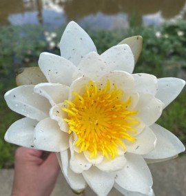 Водяна лілія (Німфея) Nymphaea