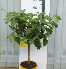 Цитрус CITRUS LIMONIA (LIMONE) CLT 7 1/4 FUSTO