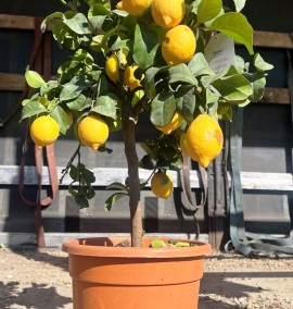 Цитрус Лимон CITRUS limon CLT 10  1/4 STD        