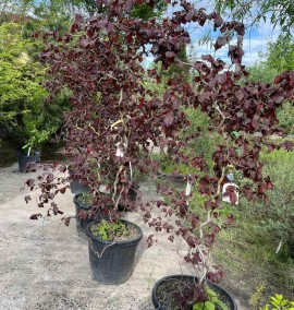 Ліщина звичайна Конторта CORYLUS AVELLANA CONTORTA CLT 35 150/170
