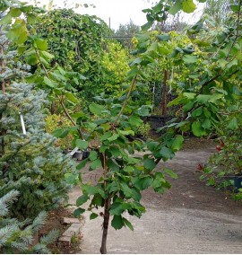 Ліщина звичайна Конторта CORYLUS AVELLANA  CLT 30