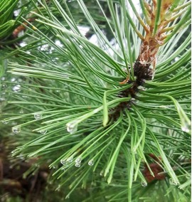 Сосна австрійська Пірамідаліс Pinus nigra Piramidalis h 450  C220L