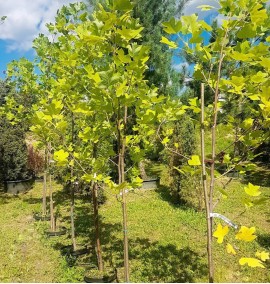 Ліріодендрон тюльпановий Liriodendron tulipifera C10L h200+