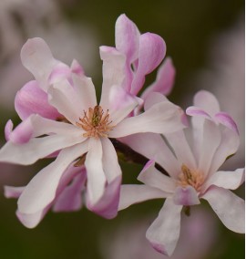 Магнолия MAGNOLIA STELLATA ROSEA  с 110 l h 200