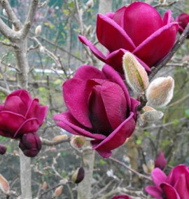 Магнолія MAGNOLIA GENIE C45L Н240-270
