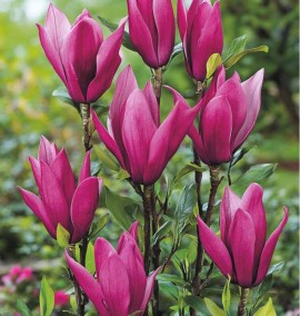 Магнолія MAGNOLIA SUSAN C 60 L  h 250-300