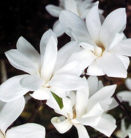 Магнолія Донна Magnolia Donna C 25 l h 200-230