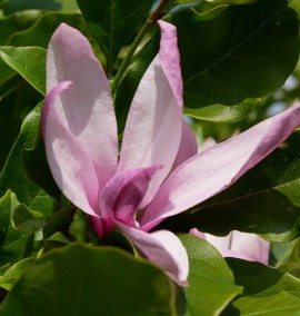 Магнолия Magnolia "Betty" С 20 h 200-220