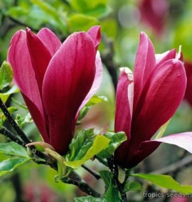 Магнолія MAGNOLIA SOULANGEANA  C 15 h 160-200 mix