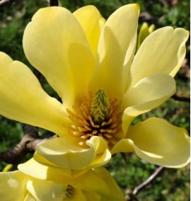 Магнолія "Жовта ріка" Magnolia Yellow River c 5 l h 140-160