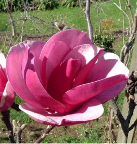 Магнолія Magnolia 'Sweet Merlot'   C20 Н160-180