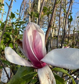 Магнолія MAGNOLIA SOULANGIANA C. 25L 1/2 FUSTO