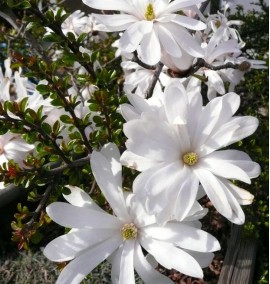 Магнолія MAGNOLIA STELLATA з 45L h 160-200 BUSH