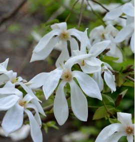 Магнолія Magnolia "Wada's Memory" C 25 l h 200-220