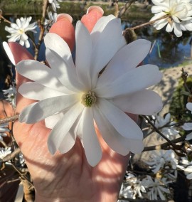 Магнолія MAGNOLIA DA FIORE C. 70L 1/2 FUSTO