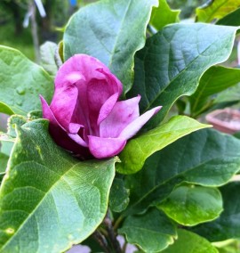 Магнолія MAGNOLIA SOULANGEANA  CLT 20  MIX