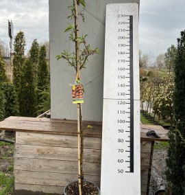 Мигдаль PRUNUS AMYGDALUS (MANDORLO)    CLT 15 STD