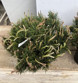 Сосна гірська Мугус PINUS MUGO MUGHUS C. 5L 25-30