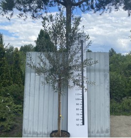 ОЛИВА OLEA EUROPAEA CIPRESSINO  CLT 45 C.20-30 1/2 FUSTO