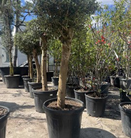 ОЛИВА OLEA EUROPAEA   C70  1/4 FUSTO
