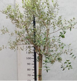 Олива OLEA EUROPAEA CLT 1/2 STD