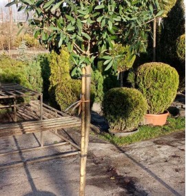 ОЛИВА OLEA EUROPAEA CIPRESSINO CLT 18 1/2 FUSTO  