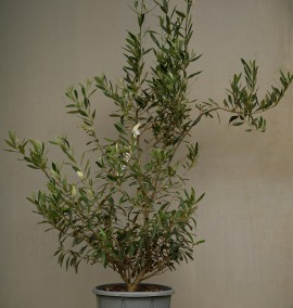 Олива OLEA EUROPAEA CLT 8