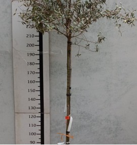 Олива OLEA EUROPAEA CLT STD