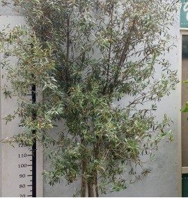 Олива OLEA EUROPAEA CLT 160 MUSHROOM