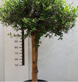 Олива європейська OLEA EUROPAEA C. 45L TESTA PIATTA  