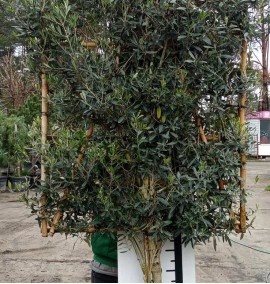 Олива європейська OLEA EUROPAEA C. 55L SPALLIERA 1/2 FUSTO