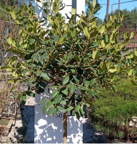 ПАДУБ ILEX NELLIE R. STEVENS C 35 l 1/2STD