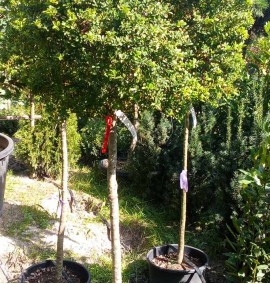 Падуб ILEX CRENATA CLT 30 1/2 STD