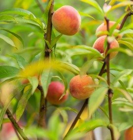 Персик Prunus Persica (PESCO) MARIA BIANCA CLT 20  h 180 1/2 FUSTO