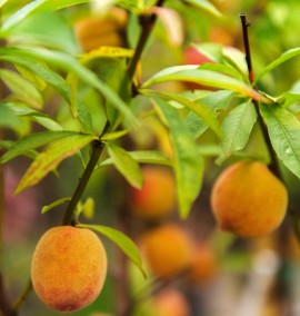 Персик Prunus Persica (PESCO)  CLT 10 1/2 FUSTO