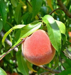 Персик PRUNUS PERSICA PLATICARPA BIANCA     CLT 20  h 230 1/2 FUSTO