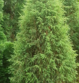 Ялівець звичайний 'Хіберніка' Juniperus communis 'Hibernica' C30L 150-200 SEGN