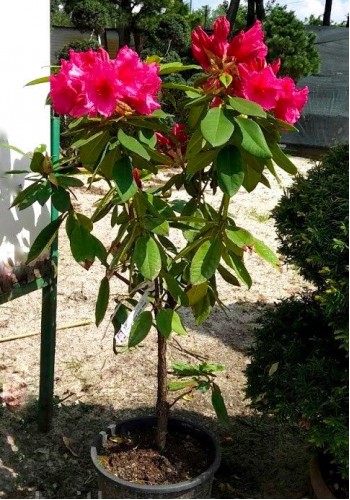 Рододендрон Rhododendron c 10 l h 50-70 Рододендрон Rhododendron c 10 l h 50-70