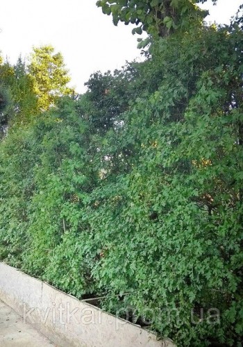 Боярышник сливолистный Cratageus prunifolia Дер. горшок h2.5-3м