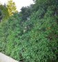 Боярышник сливолистный Cratageus prunifolia Дер. горшок h2.5-3м