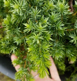 Ялівець прибережний  Блу Пасифік Juniperus conferta Blue Pacific х2 C70L d70-100