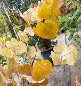 Церцис канадський Cercis canad Forest pansy C30L h1,5м