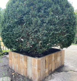 Тис ягідний куля Taxus baccata h 200 d 250
