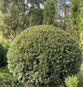 Тис ягідний куля Taxus baccata d 80-90 c 60 l