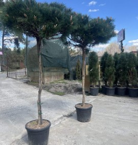СОСНА PINUS BREPO C. 35L 130-140 H.FUSTO